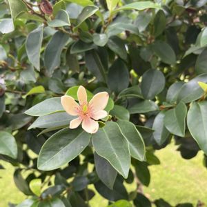 カラタネオガタマの画像