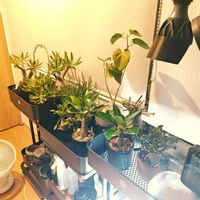 亀甲竜,アデニウム,パキポディウム・グラキリス,アデニア・グラウカ,パキポディウム　恵比寿大黒の画像