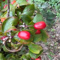 ユスラウメの画像