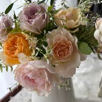 カレックス,アジアンタム,カルーナ,マム,マムの画像