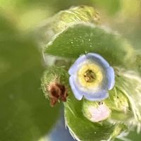 キュウリグサ,近所散歩の画像