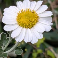 クレオメ,ジニア,ペンタス,ジニア（百日草）,ノジギクの画像