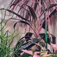 ミルクブッシュ,アイチアカ,ドラセナ レインボー,シンゴニウム ピンクの画像