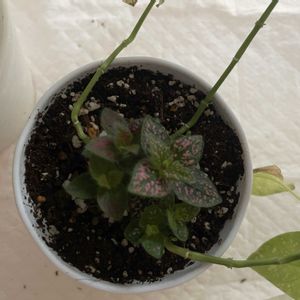 ピポエステス,観葉植物,100均観葉植物,植物大好き,窓辺の画像