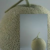 メロン,キュンキュン乙女倶楽部,キュンキュン乙女倶楽部No.97,われら17年組,GS鹿児島の画像