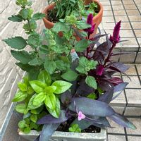 キリンソウ,フジバカマ,ベビーサンローズ,アメジストセージ,アメジストセージの画像