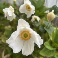 秋明菊,可愛い,イングリッシュガーデン,しろ,庭の画像