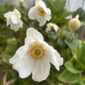 秋明菊,可愛い,イングリッシュガーデン,しろ,庭の画像