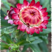 ウインターコスモス,コキア,コスモス,ヘリクリサム,我が家の庭の画像