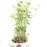 豆苗,トウミョウ,トウミョウ,水耕栽培,マメ科の画像