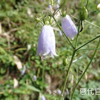 ツリガネニンジン,ツリガネニンジンの画像