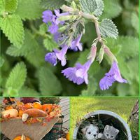 キャットミント,キャットミント,ハロウィン カボチャ,シソ科,ハロウィンかぼちゃの画像