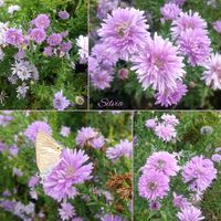 エゴノキ,オミナエシ,キンシバイ,クヌギ,コムラサキの画像