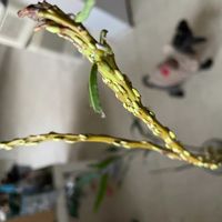 ネコヤナギの画像