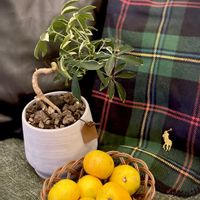 シェフレラ,シェフレラ,スタペリア,斑入りのシェフレラ,早生小粒みかんの画像