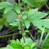 ヨモギ,山野草の画像