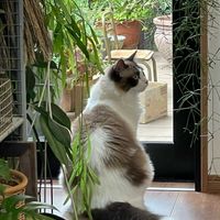 サンセべリア,サンセべリア,エバーフレッシュ,エバーフレッシュ,アナベル　ドライフラワーの画像