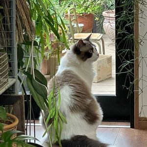 サンセべリア,サンセべリア,エバーフレッシュ,エバーフレッシュ,アナベル　ドライフラワーの画像