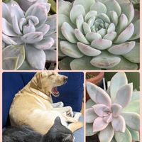 淡雪,霜の朝錦,多肉植物,エケベリア属,多肉植物の紅葉の画像