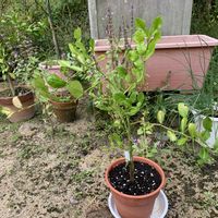 シークワーサー,ホーリーバジル,ニンニク,コブミカン,下仁田ネギの画像