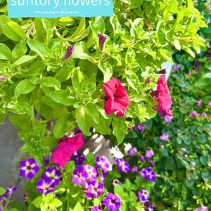 サフィニアアート,サニープリンセス　ブルー,サフィニアプレミアム,コンテナガーデン,花が好きの画像