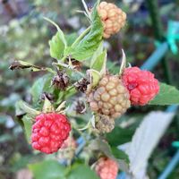 ラズベリー,ラズベリー,キイチゴ,キイチゴ,木の実の画像