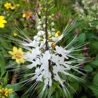 キャットテール,キャットミント,ネコジャラシ,ネコノヒゲ,キャッツテールの画像