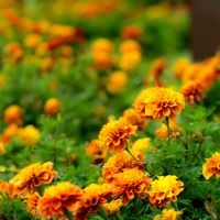 チョコレートコスモス,アサザ,マリー  ゴールド,黄色のスイレン,長居植物園の画像