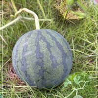 スイカ,スイカ,季節外れ,秋ですね,小さい畑の画像