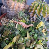 富士子宝,ガステリア,タニラー,多肉女子,植物を愛でるの画像