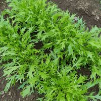 ルッコラ,水菜,赤リアスからし菜,自家製野菜,栽培記録の画像