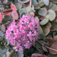 ミセバヤ,安曇野,ピンクの花,今日の花,ピンクのお花の画像