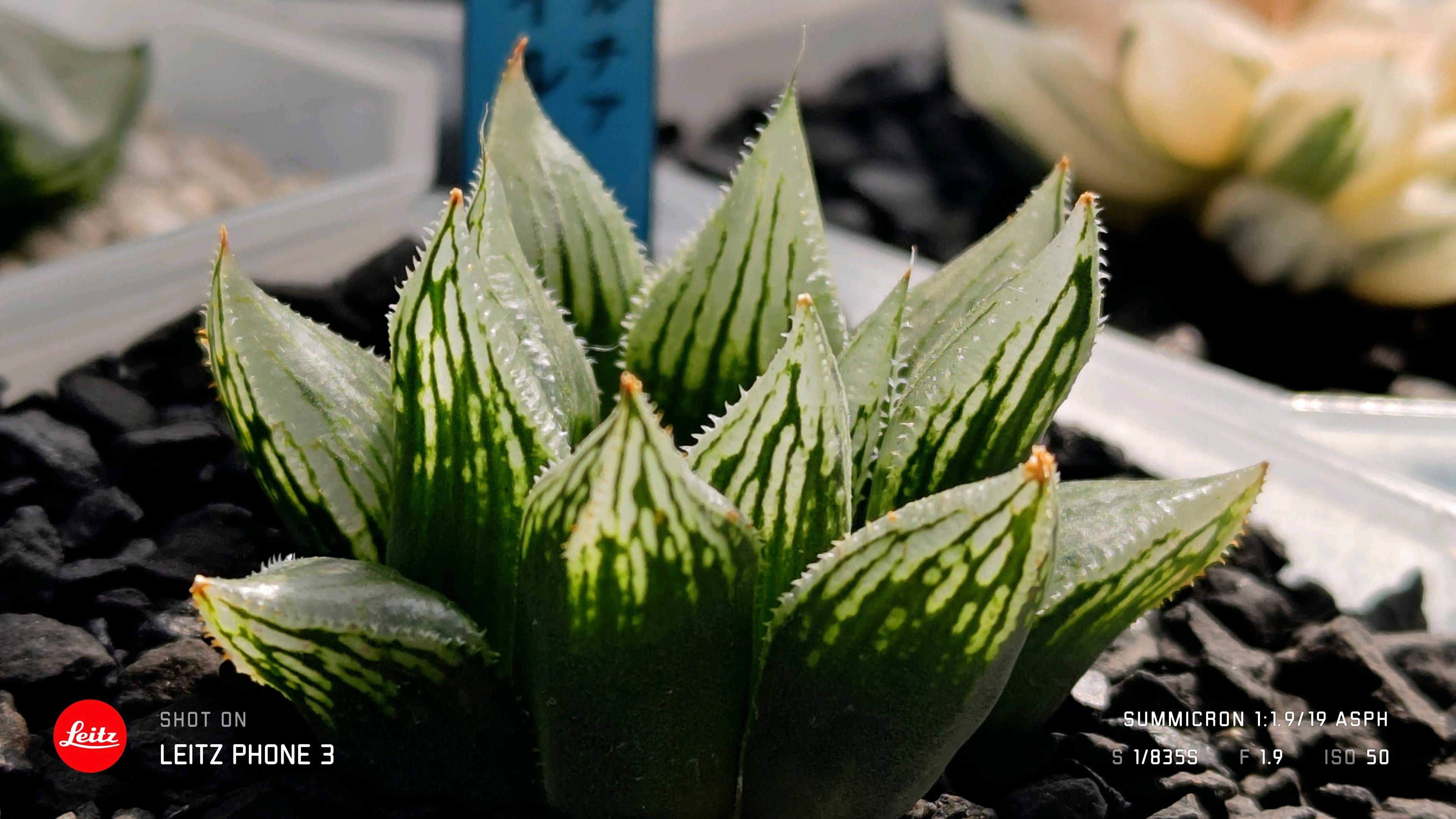 ナイルの一滴の一覧｜🍀GreenSnap（グリーンスナップ）