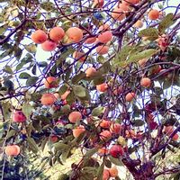 シャリンバイ,ミョウガ,山椒 (さんしょ),南天(ナンテン),柿(かき)の画像