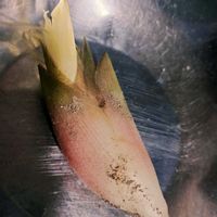 ミョウガ,ガーデニング,ネコ好き,秋の味覚,薬味の画像