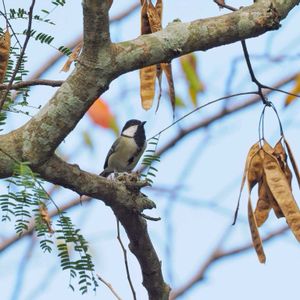 ネムノキ,野鳥,シジュウカラの画像