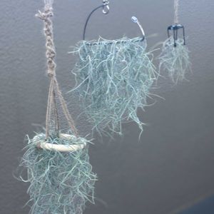 ウスネオイデス,ウスネオイデス,スパニッシュモス,プラントハンガー,エアープランツ/チランジアの画像