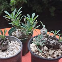 ソテツキリン,ソテツキリン,パイナップルコーン,峨眉山,峨眉山の画像