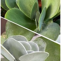 唐印,玄関口の画像