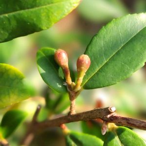 ヒメサザンカ,カメリア エリナ. カスケード,庭木,GSのみなさんに感謝♡,平和を願うの画像