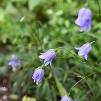 イワシャジン,マクロレンズ,ミラーレス一眼,大阪ステーションシティ,天空の農園の画像