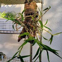 セッコク,セッコク 野村,黄花セッコク【野村】,石斛,流木付けの画像