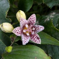 ラミウム,斑入り  ジュズサンゴ  絣,ホトトギス　琥珀,お花のある暮らし,2のつく日は斑入りの日の画像