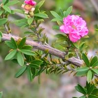 ギョリュウバイの画像