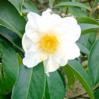 ナニワイバラの画像