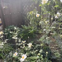 ソフォラ　リトルベイビー,秋明菊,B型,いつまでも友達でいよう♡,復興を祈るの画像