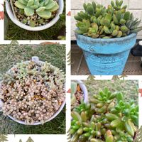 ルビーネックレス,虹の玉,姫秀麗,エレガンス,パンクチュラータの画像