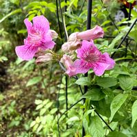 ノウゼンカズラ,ノウゼンカズラ,ノウゼンカズラ,10月,庭の画像