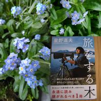 マツ,ワスレナグサ,朝顔,トケイソウの実,タイワンホトトギスの画像