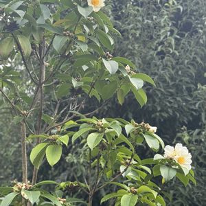 タイワンツバキ,ゴードニア　アキシラリス　(タイワンツバキ),目玉焼きの木,かわいいな♡,花のある暮らしの画像